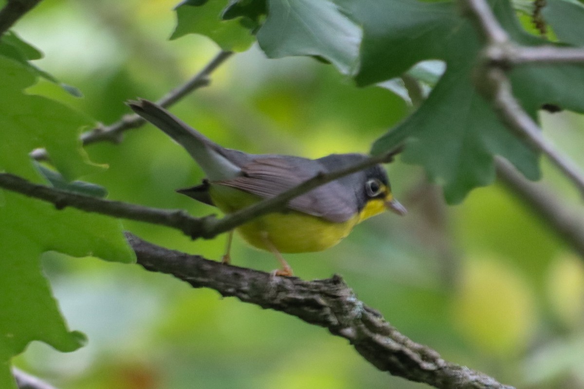 Canada Warbler - Laura Brown