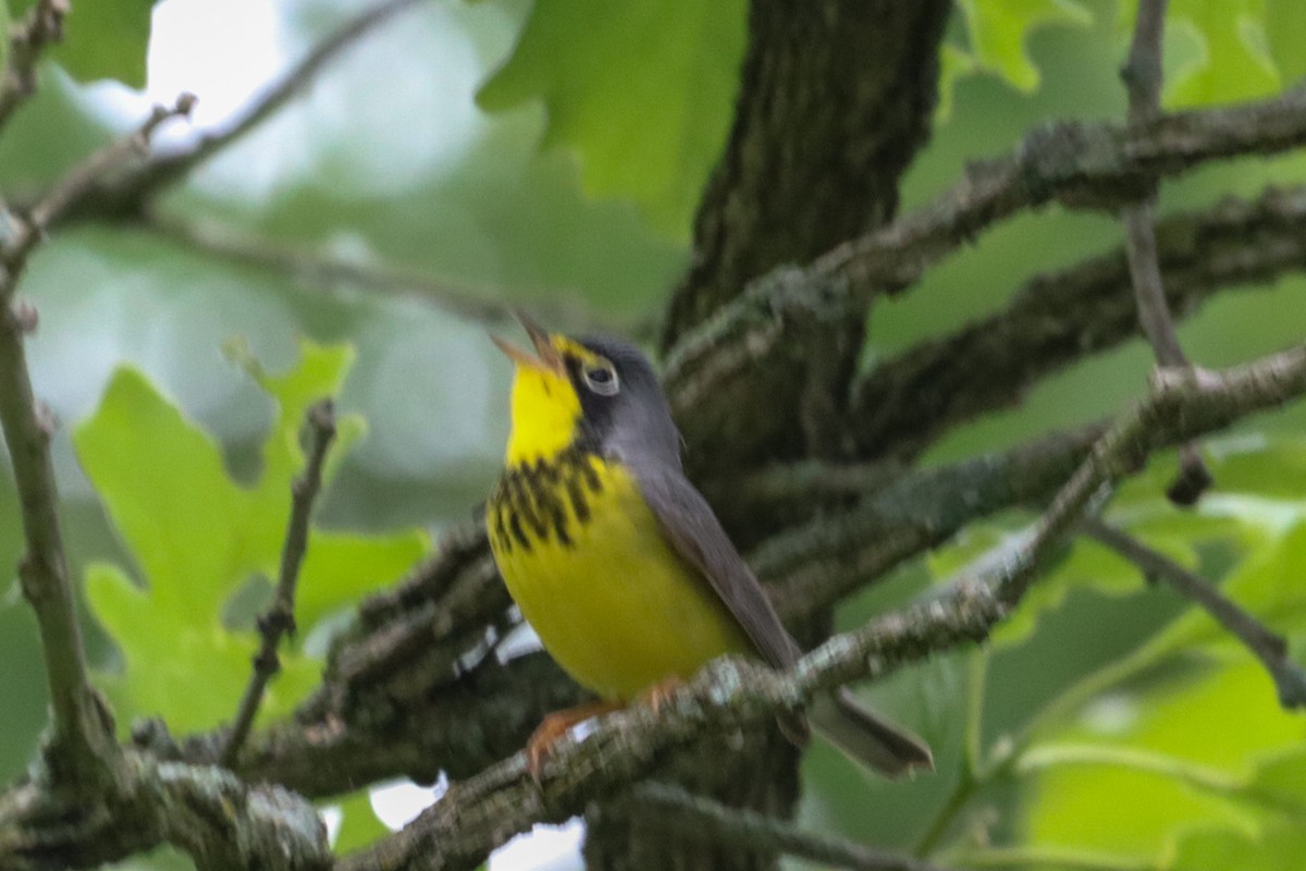 Canada Warbler - Laura Brown