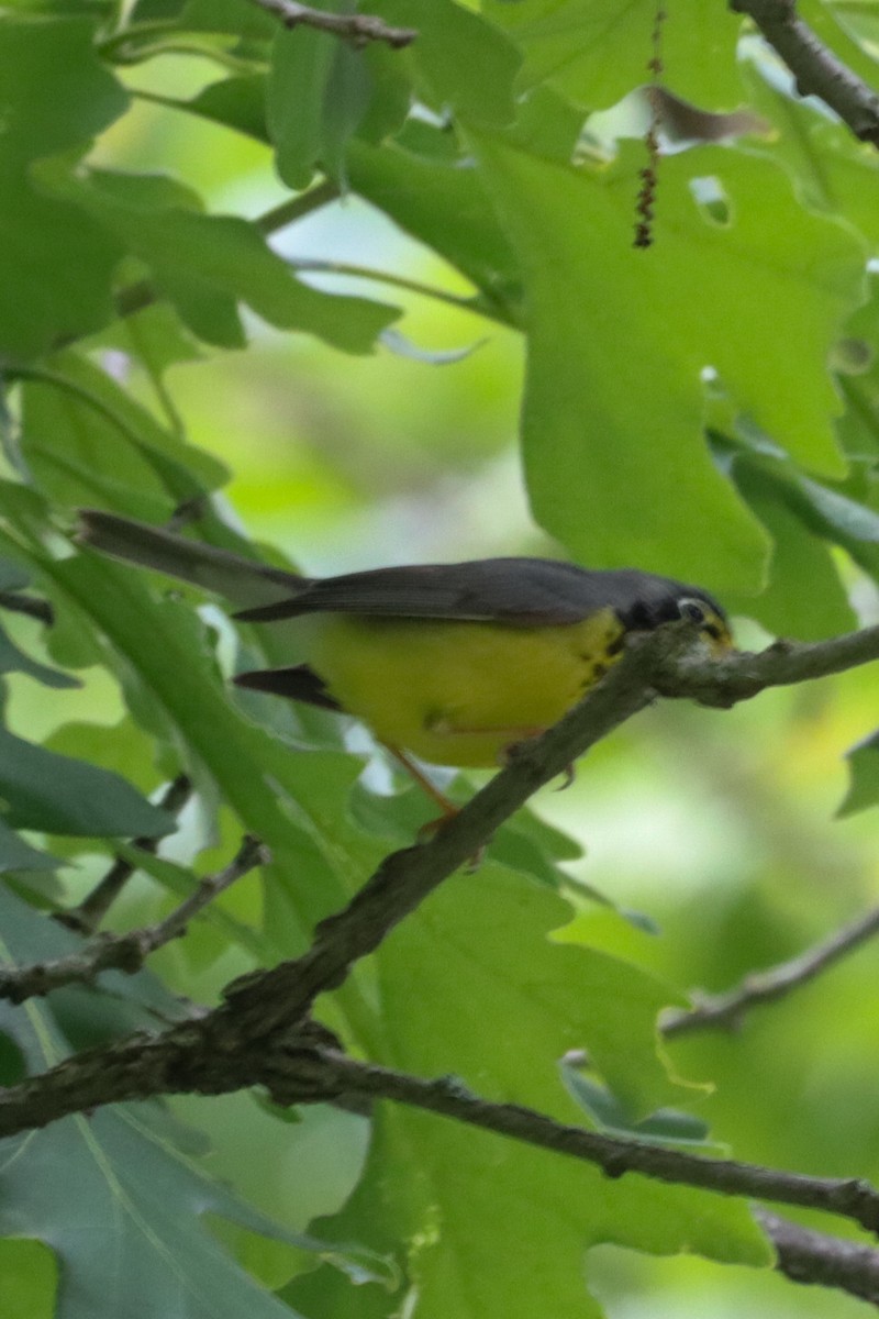 Canada Warbler - Laura Brown