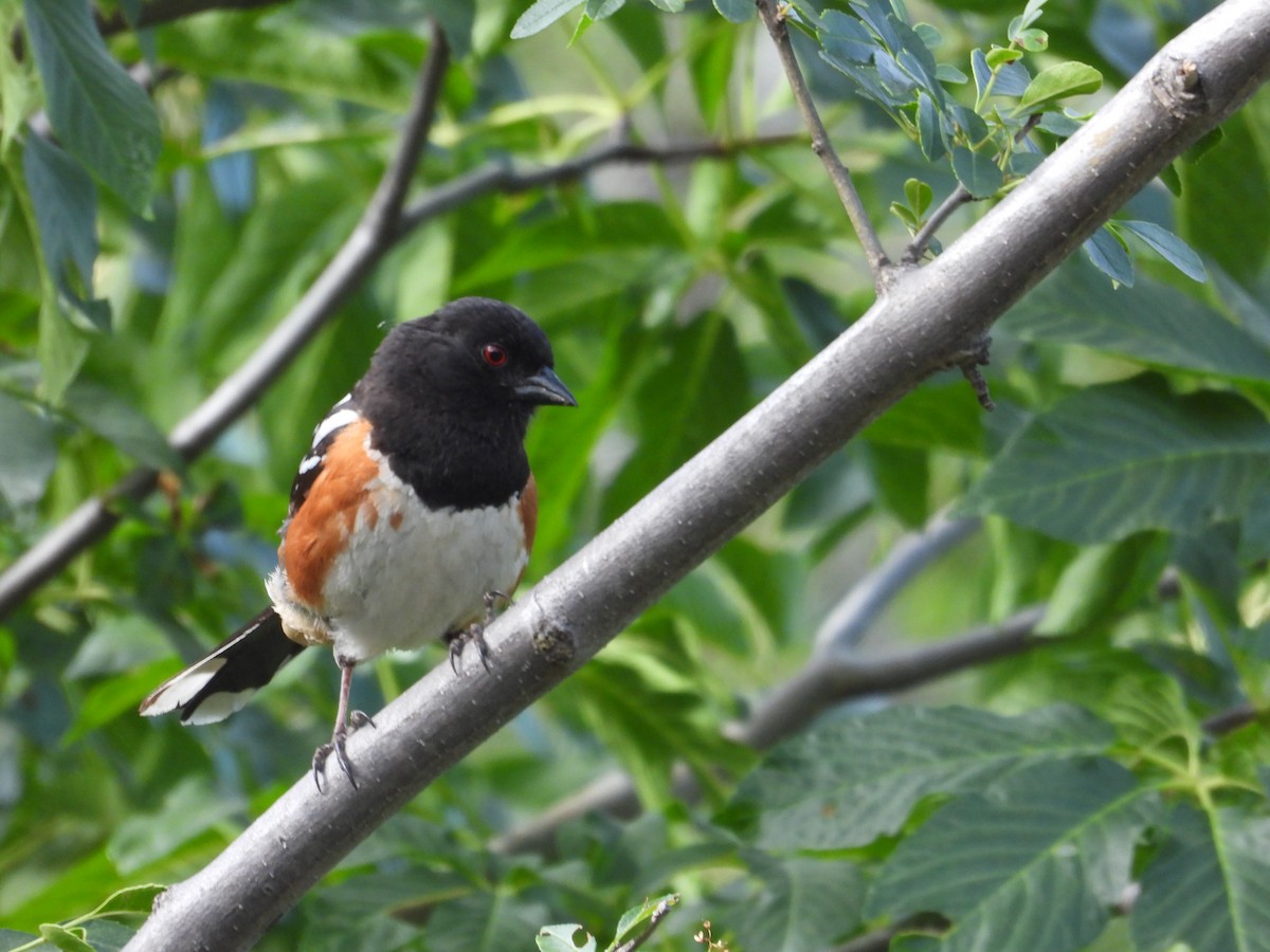 Spotted Towhee - Mark Donahue