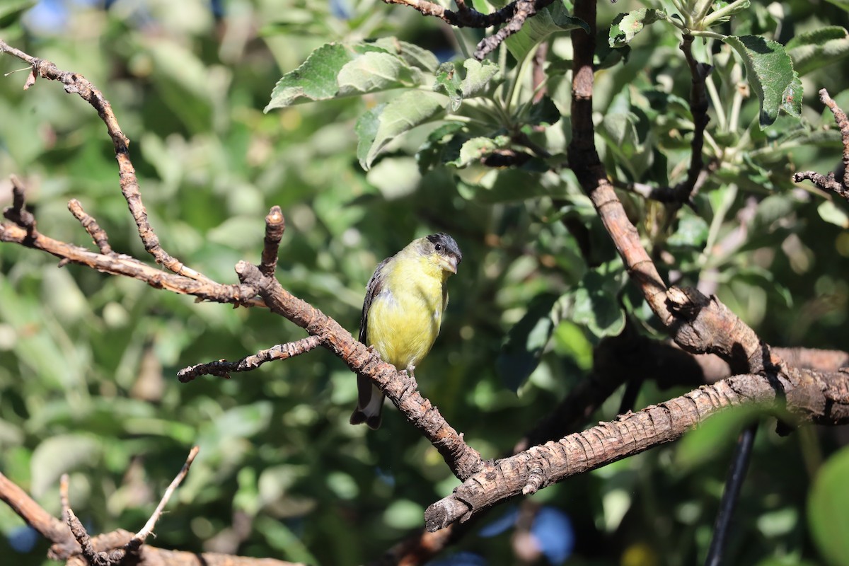 Lesser Goldfinch - Lillian Derwelis