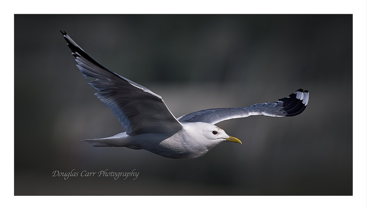 Common Gull - Douglas Carr