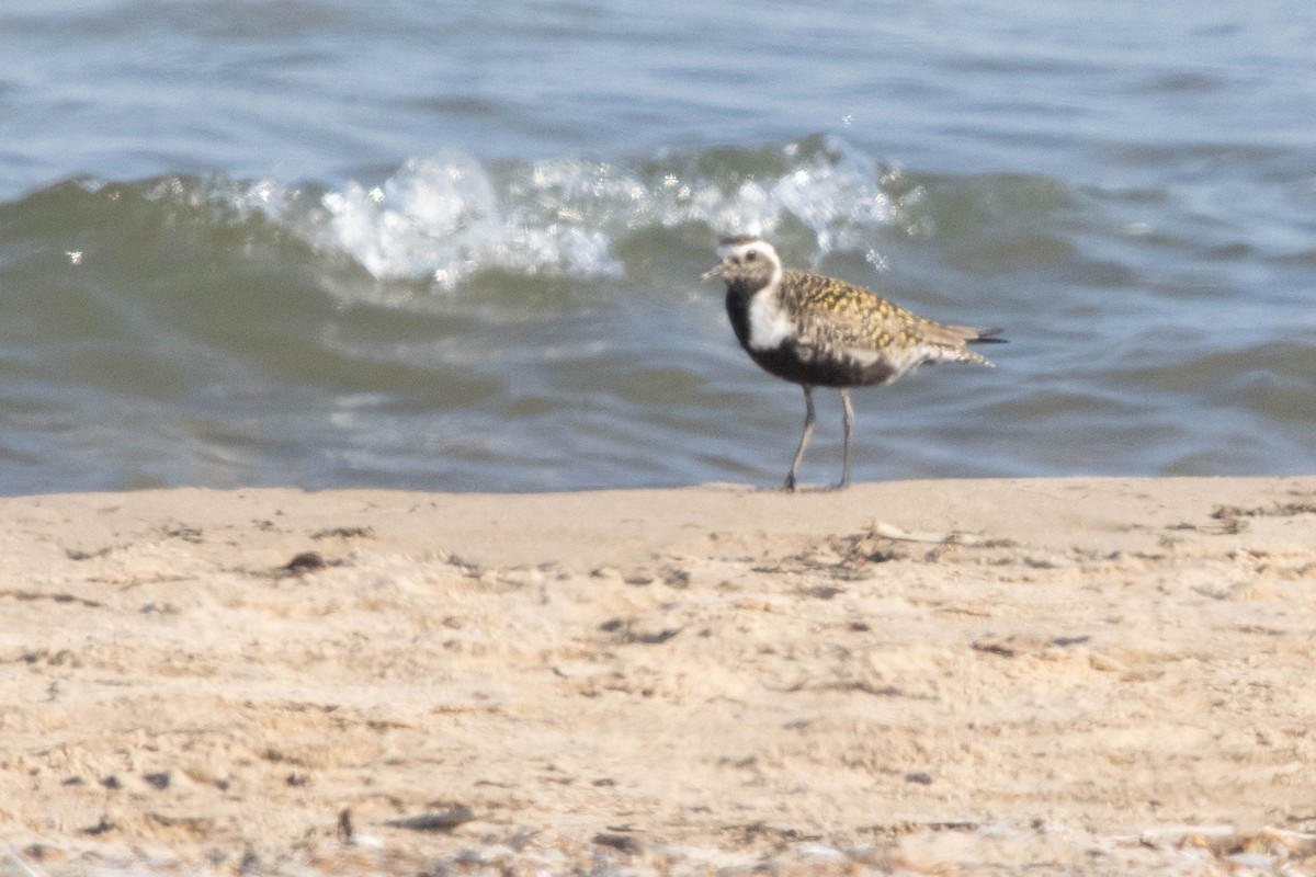 American Golden-Plover - Kevin Vande Vusse