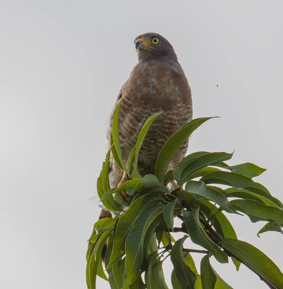 Roadside Hawk - José Martín