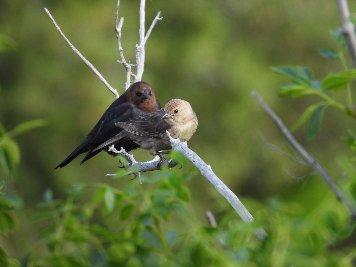 Brown-headed Cowbird - Mark Donahue