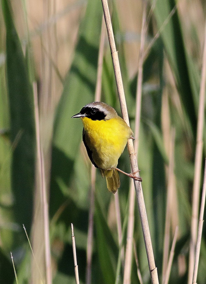 Common Yellowthroat - John  Cameron