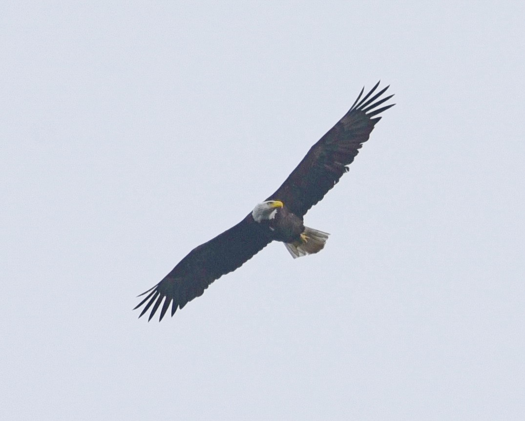 Bald Eagle - Barb and Lynn