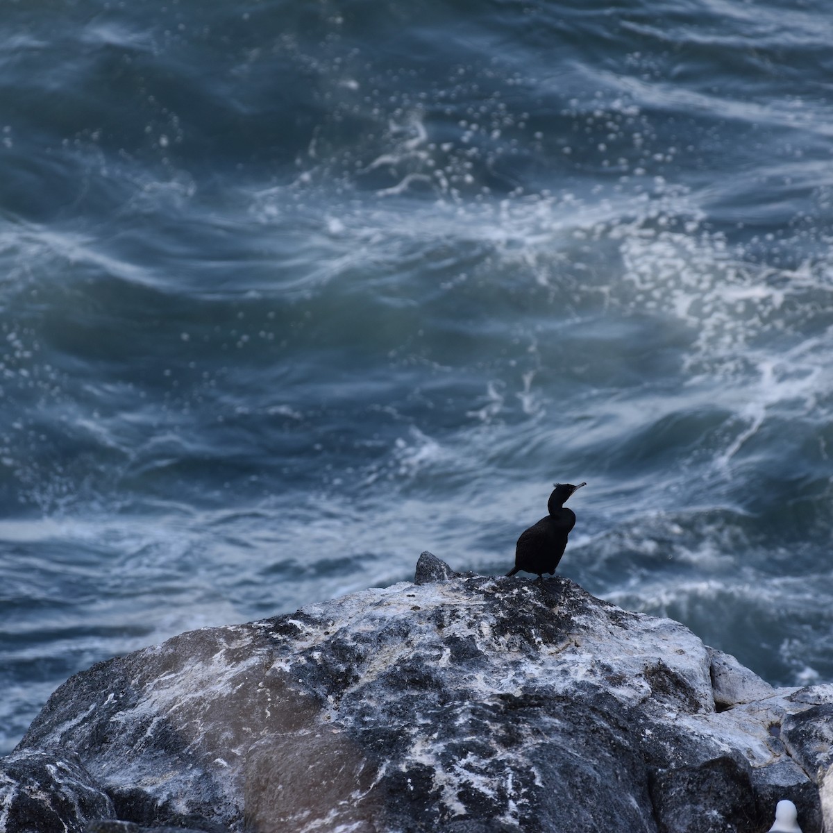 Double-crested Cormorant - Shauna Rasband