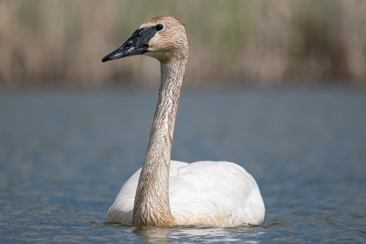 Trumpeter Swan - David Turgeon