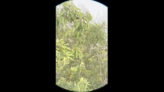 カオグロフウキンチョウ - ML619624823