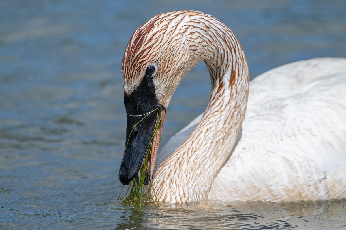 Trumpeter Swan - ML619624826