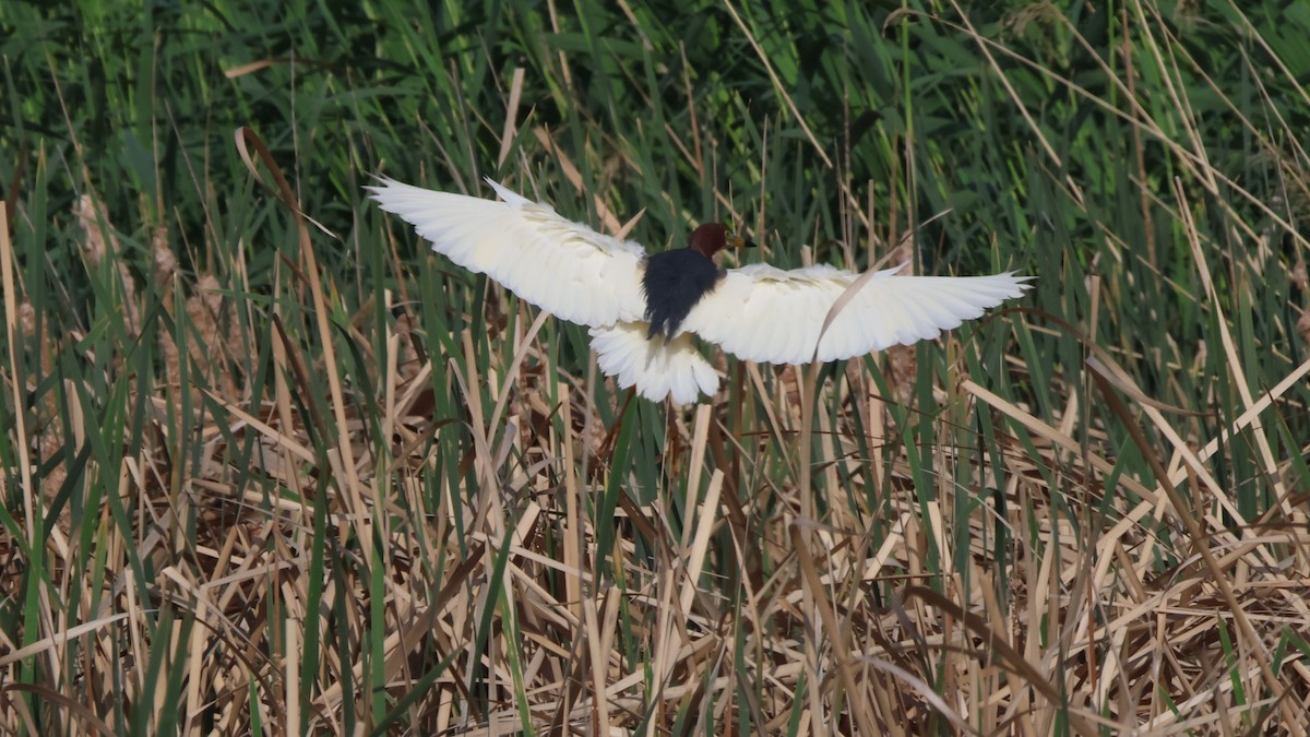 Chinese Pond-Heron - Oscar Takahashi