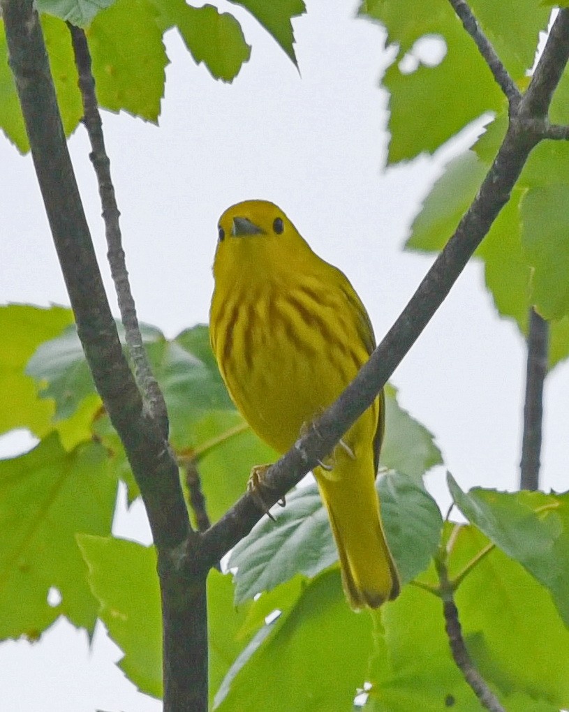 Yellow Warbler - Barb and Lynn