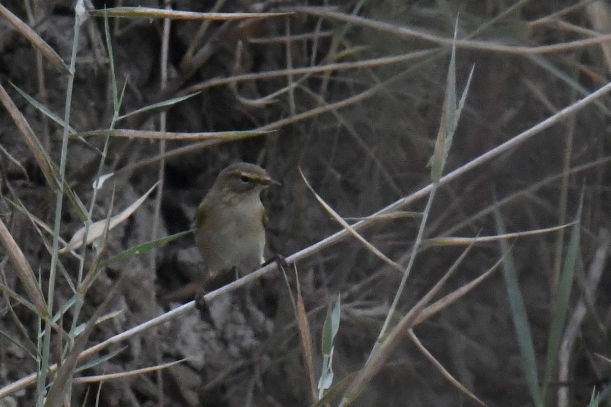 Common Chiffchaff - Kyle Gardiner