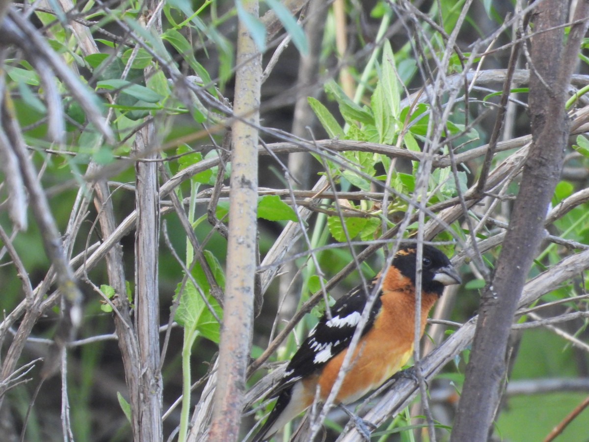 Black-headed Grosbeak - Mark Donahue