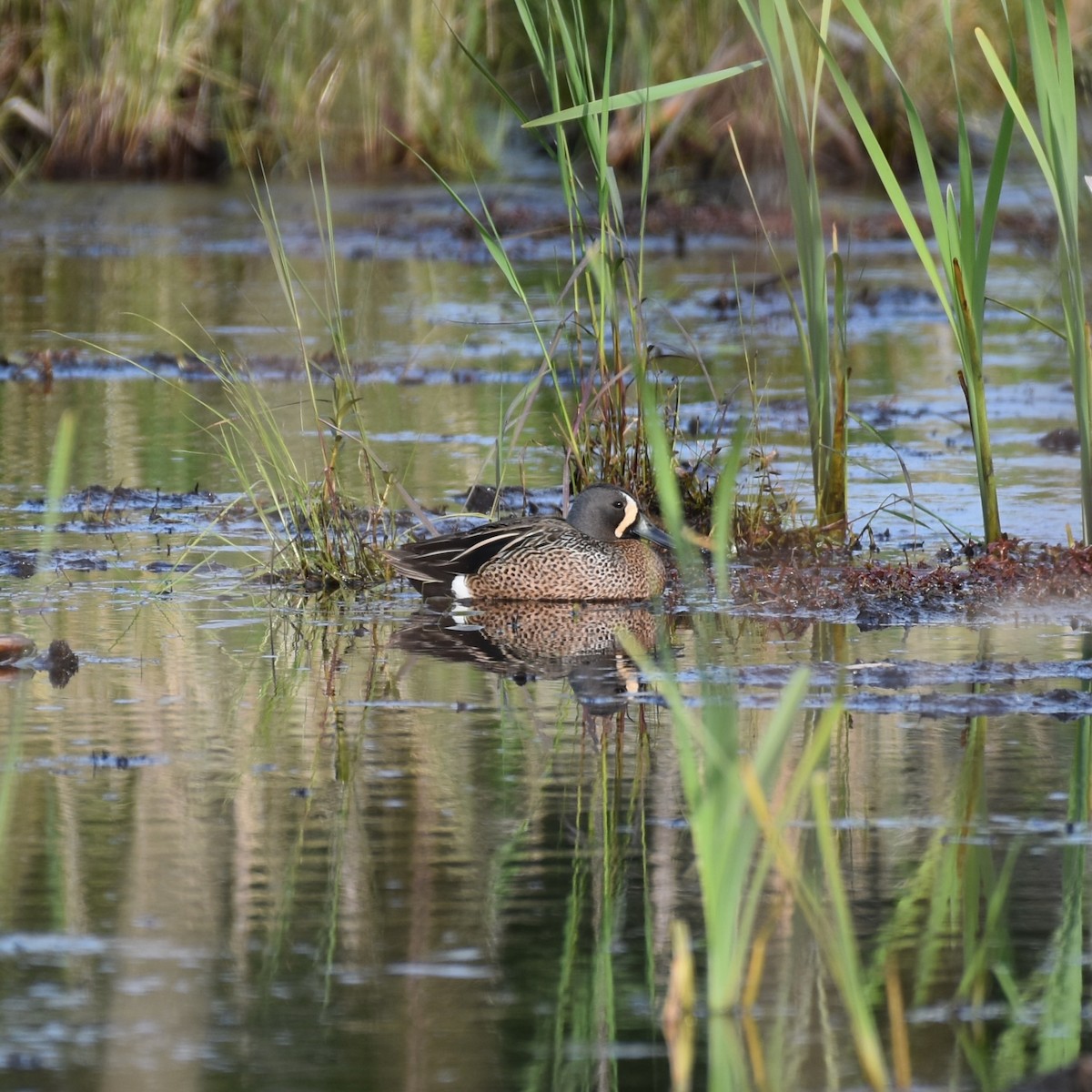 Blue-winged Teal - ML619624861