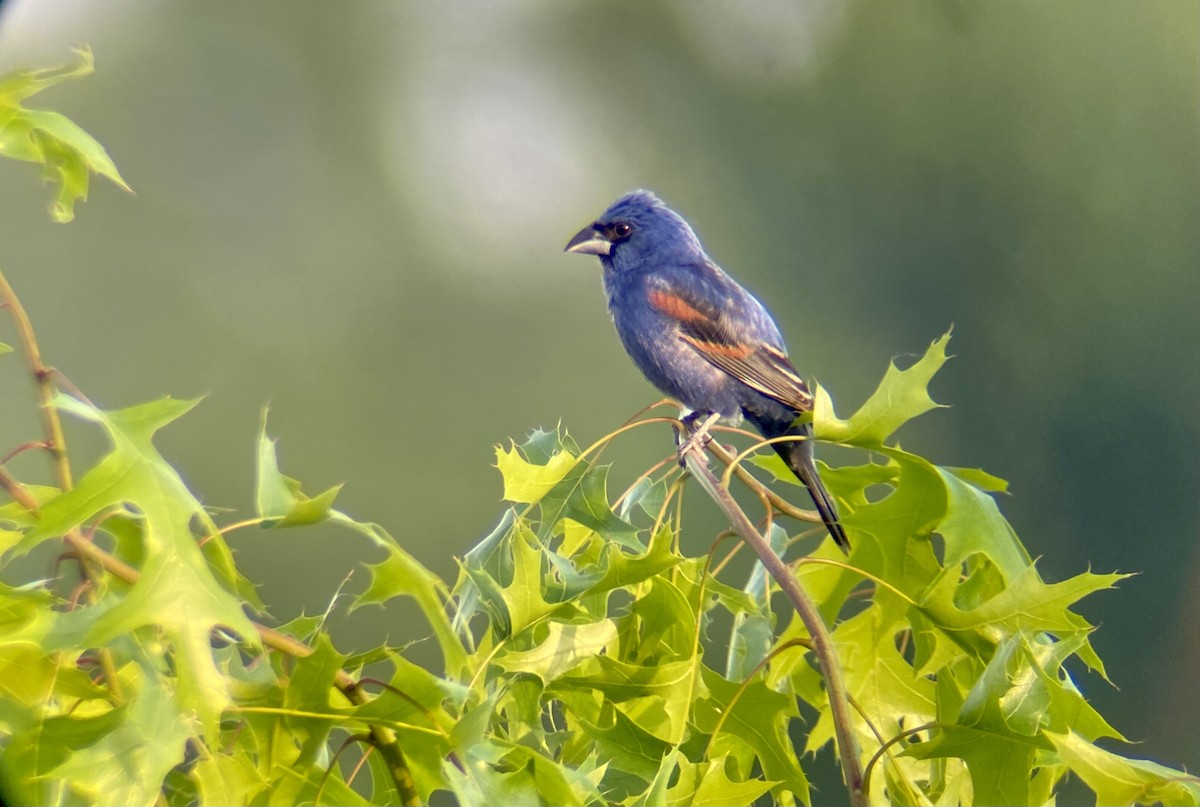 Blue Grosbeak - ML619624862