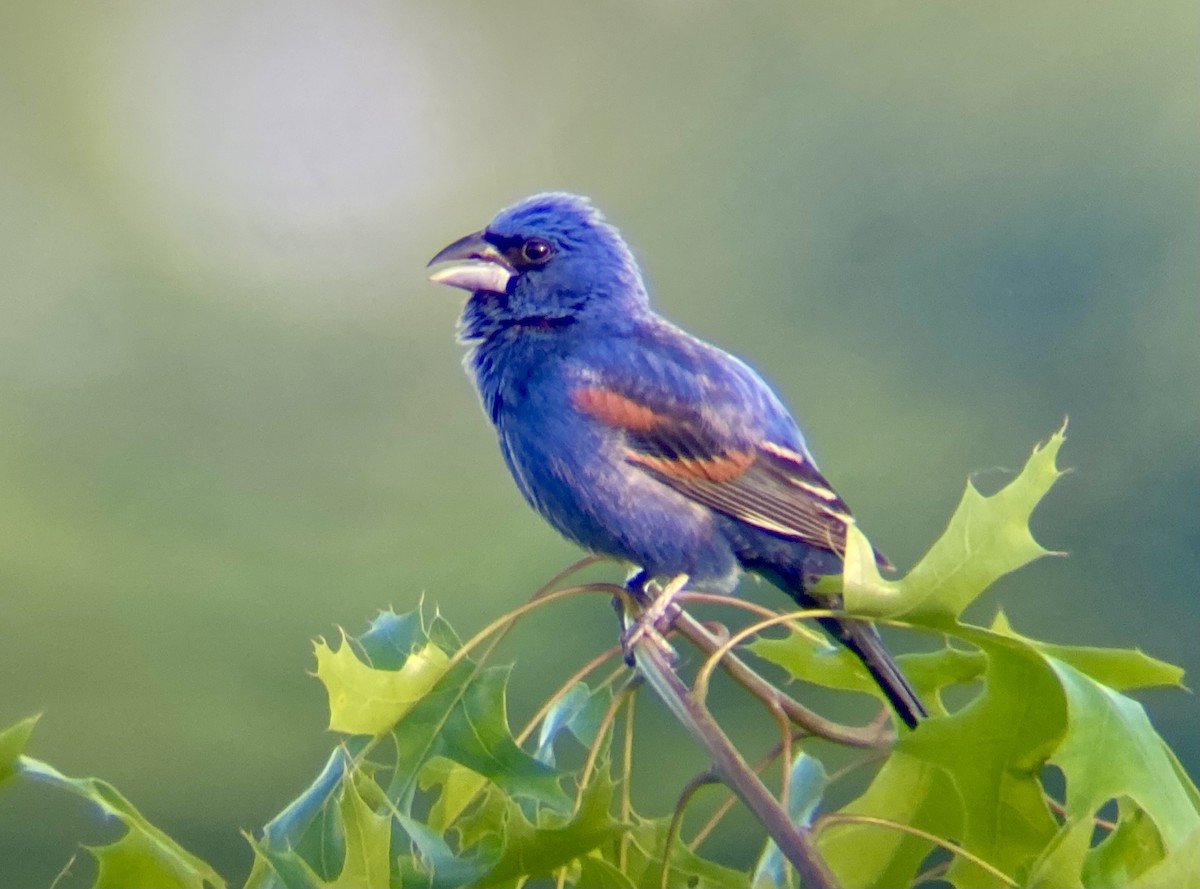 Blue Grosbeak - ML619624863