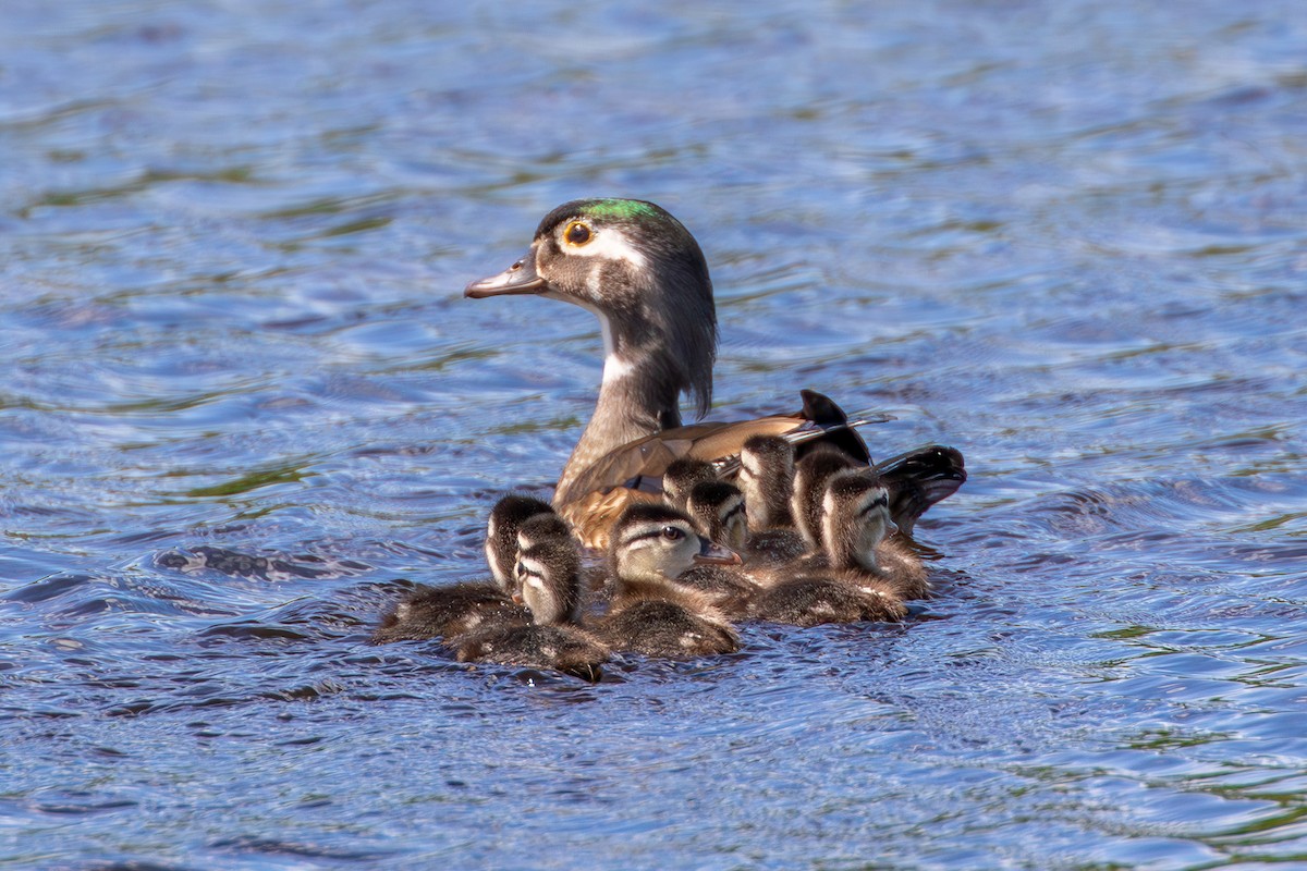 Wood Duck - ML619624874