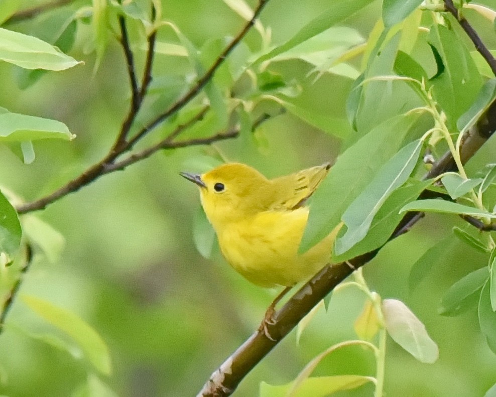 Yellow Warbler - Barb and Lynn