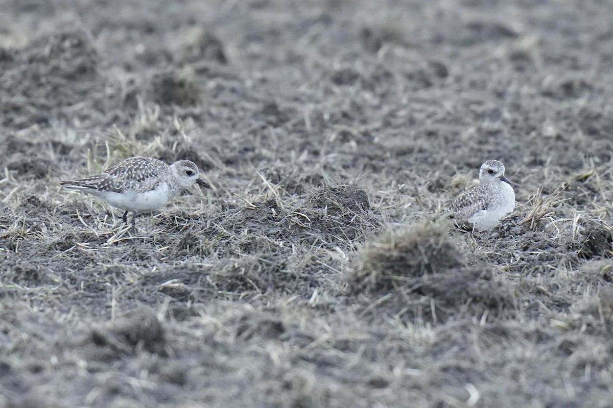 Black-bellied Plover - ML619624891