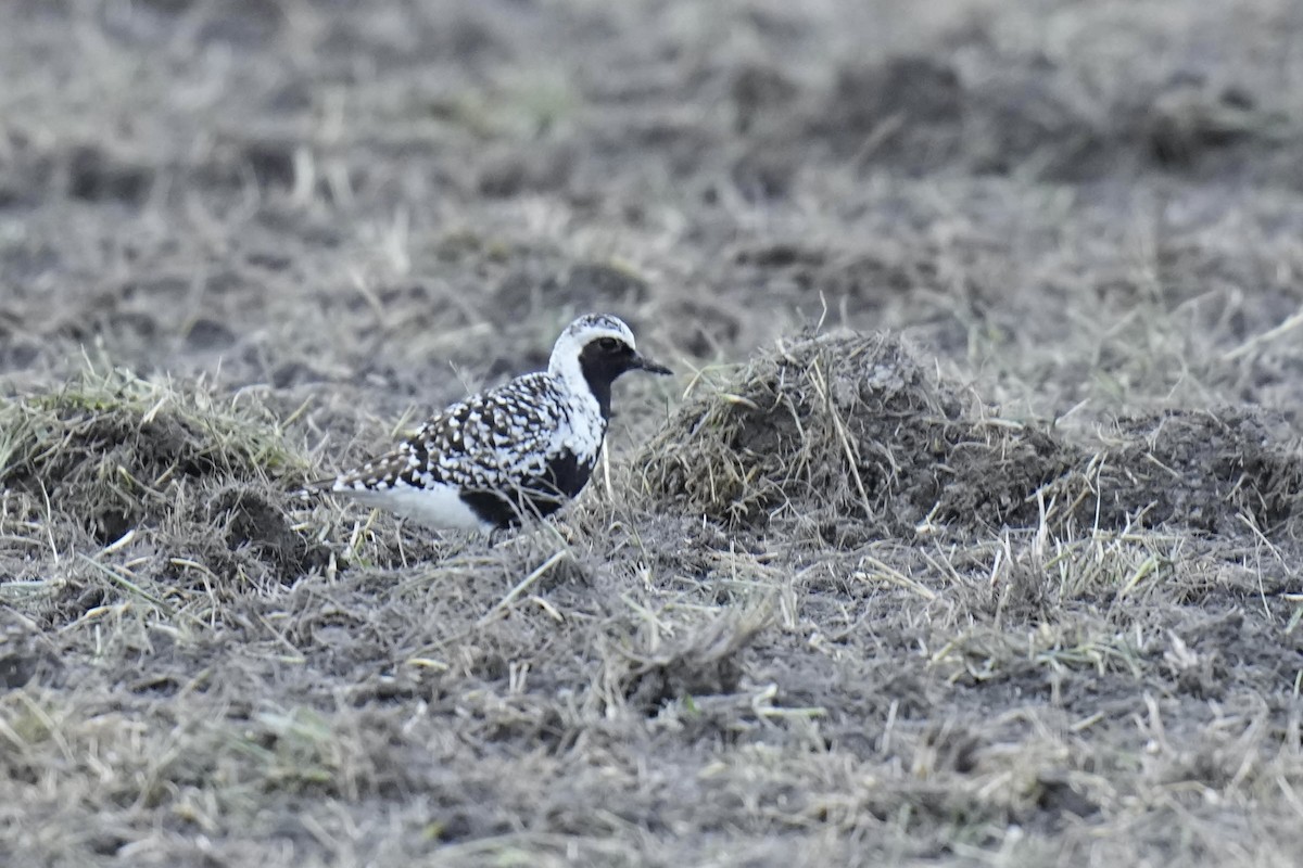 Black-bellied Plover - ML619624892