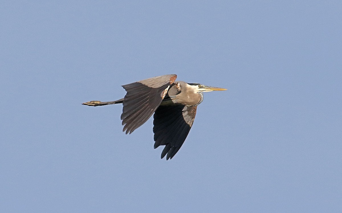 Great Blue Heron - John  Cameron