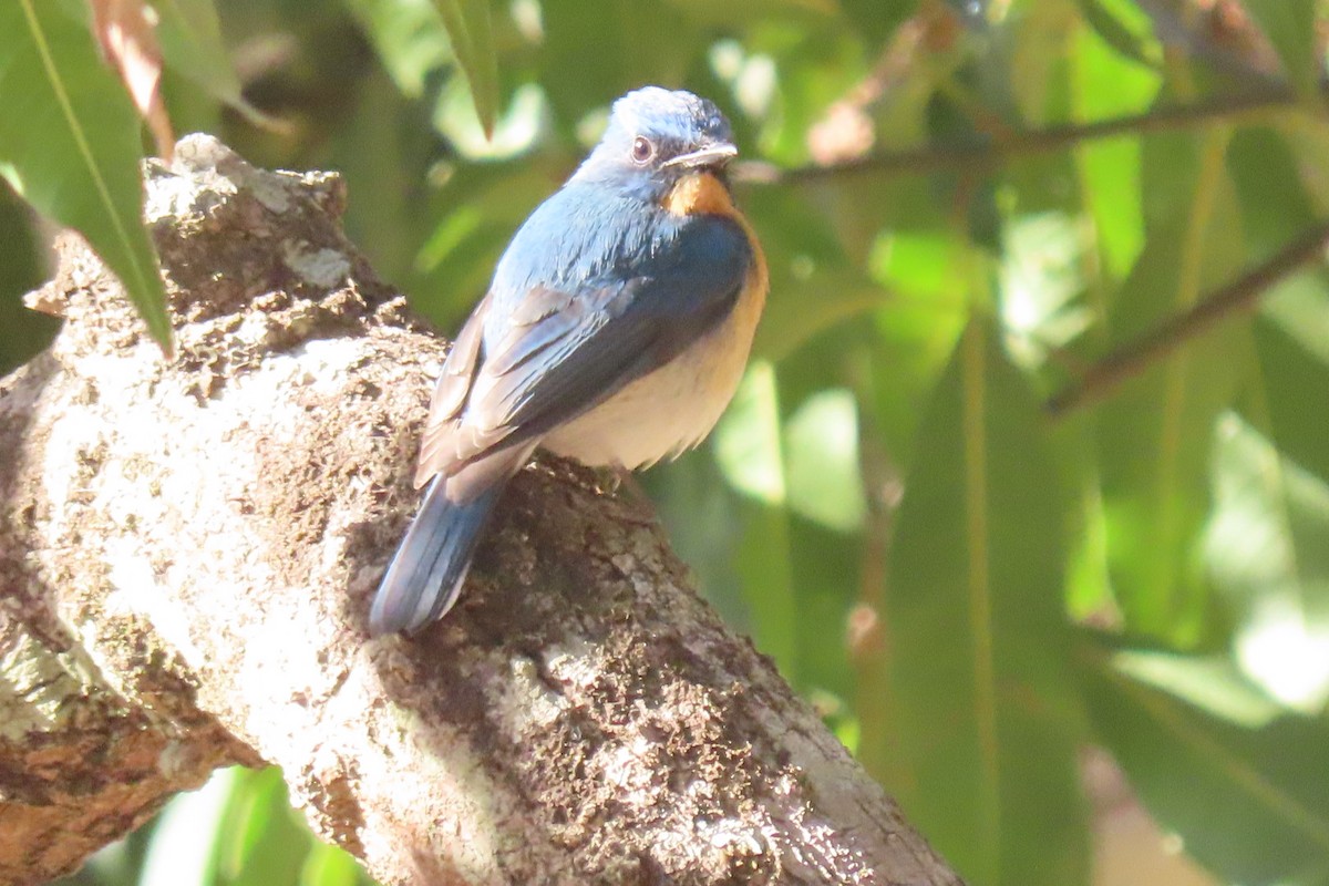 Tickell's Blue Flycatcher - Chitra Ingole