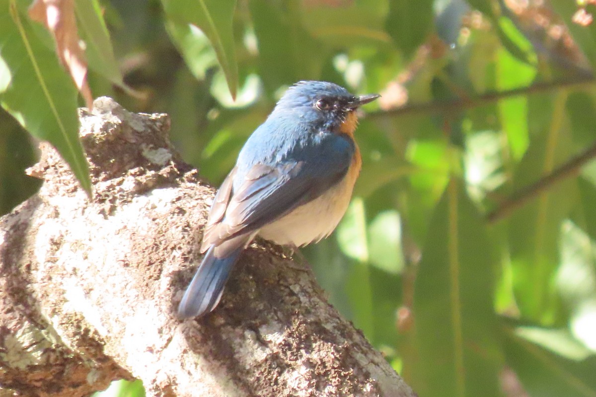 Tickell's Blue Flycatcher - Chitra Ingole