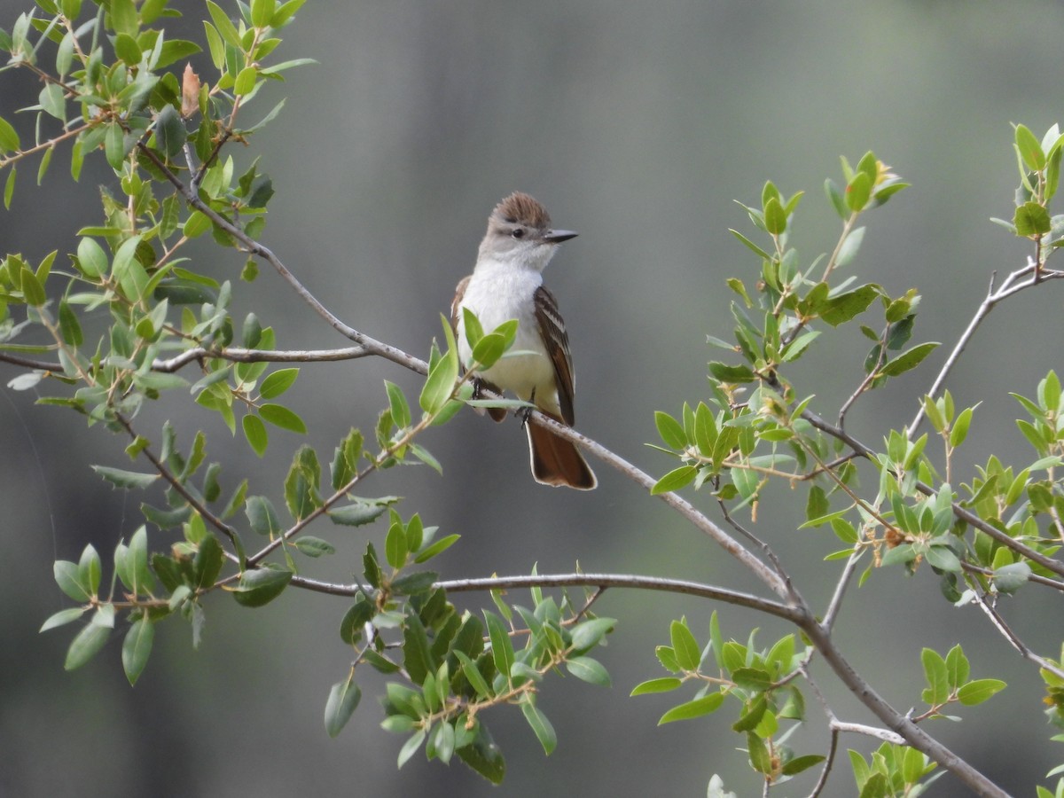 Ash-throated Flycatcher - Mark Donahue