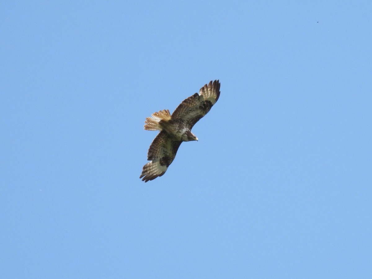 Common Buzzard - ML619624922