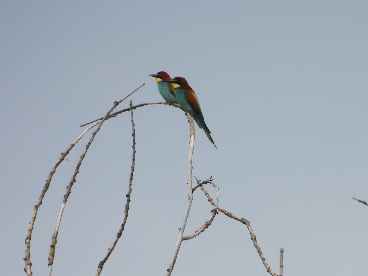 European Bee-eater - ML619624924