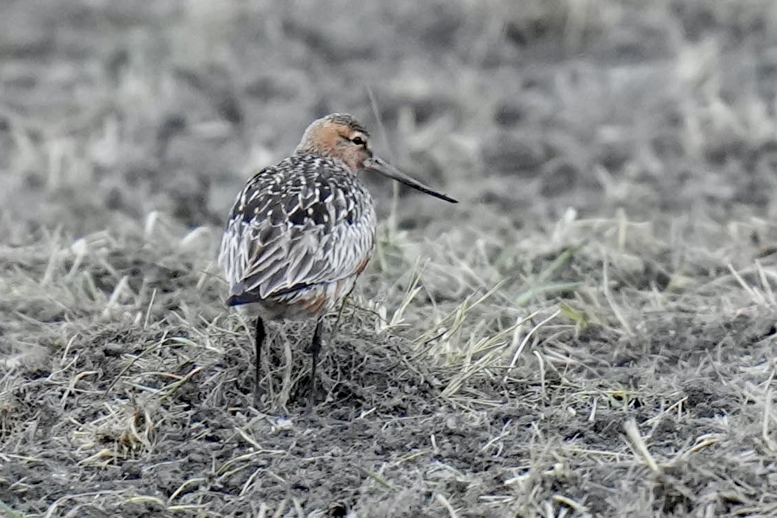 Bar-tailed Godwit - Sabine Jessen