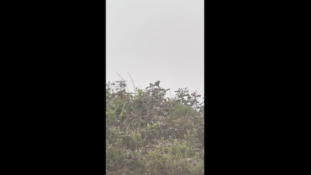 Wedge-tailed Grass-Finch - ML619624931