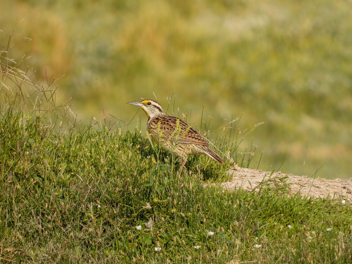 Chihuahuan Meadowlark - Javier Lucio