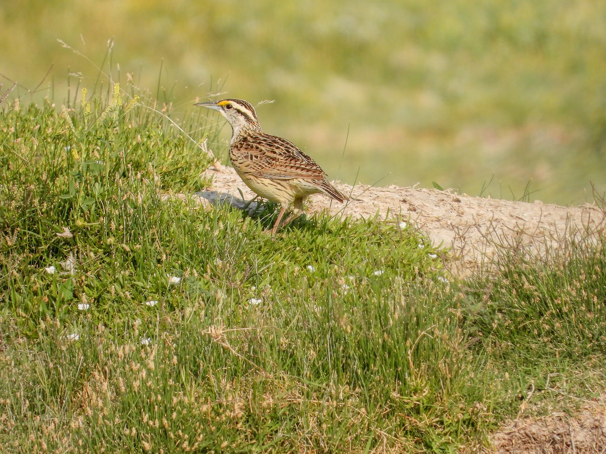 Chihuahuan Meadowlark - Javier Lucio