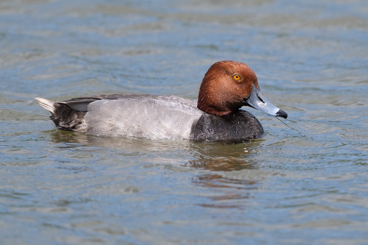 Redhead - ML619624938