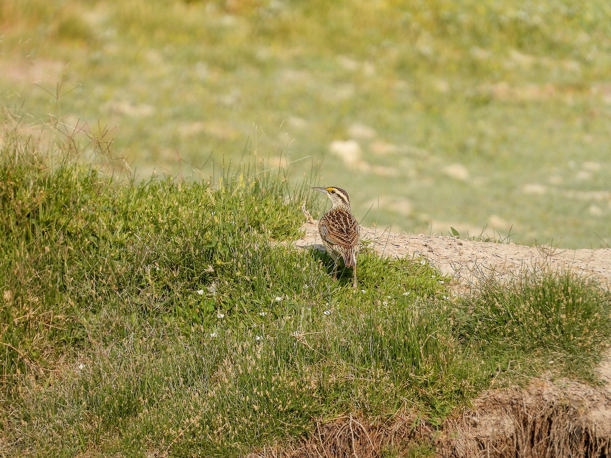 Chihuahuan Meadowlark - Javier Lucio