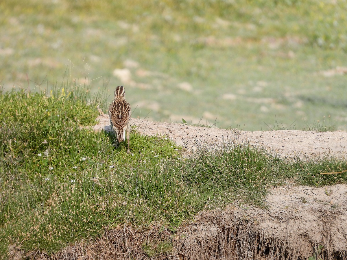 Chihuahuan Meadowlark - Javier Lucio