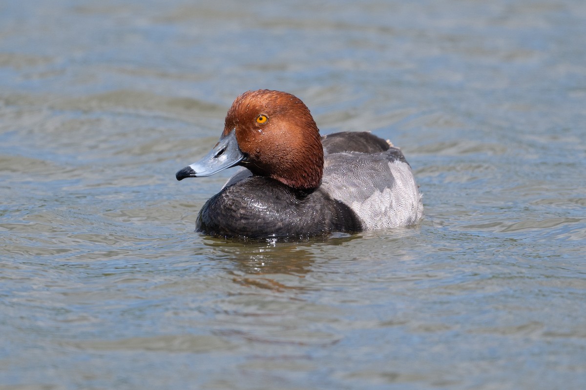 Redhead - David Turgeon