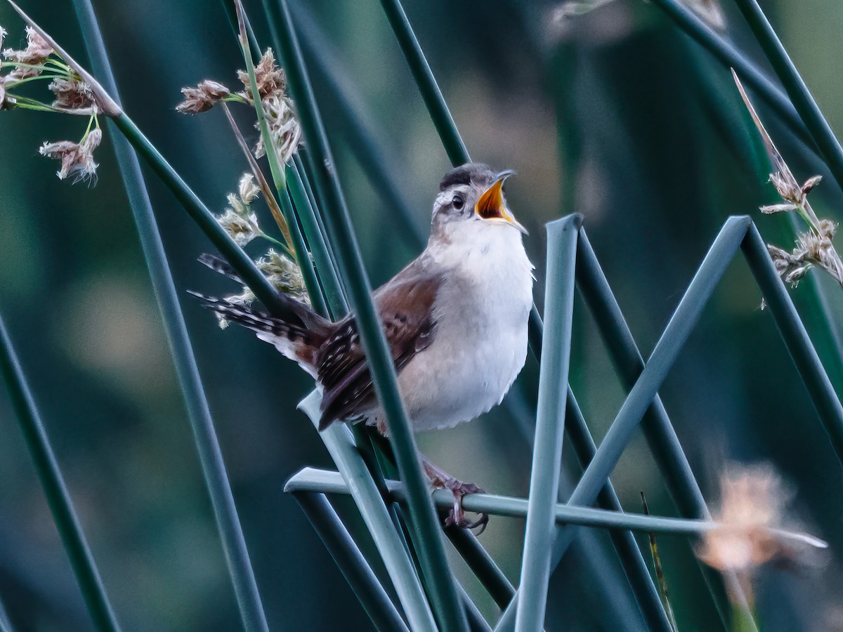 Marsh Wren - Tim D