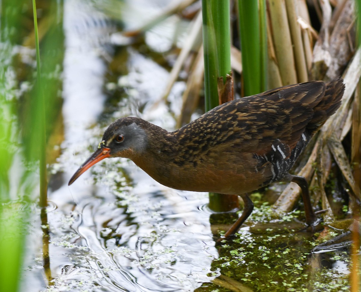 Virginia Rail - Daniel Thibault