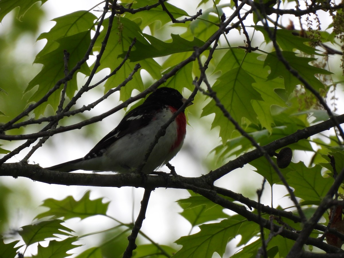 Rose-breasted Grosbeak - Rhonda Langelaan