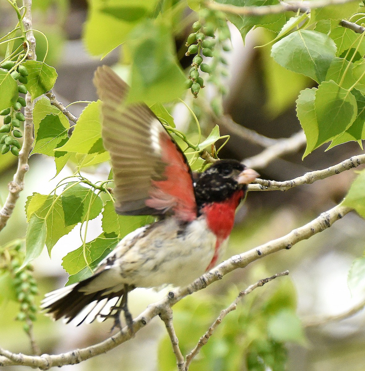 Rose-breasted Grosbeak - Steven Mlodinow