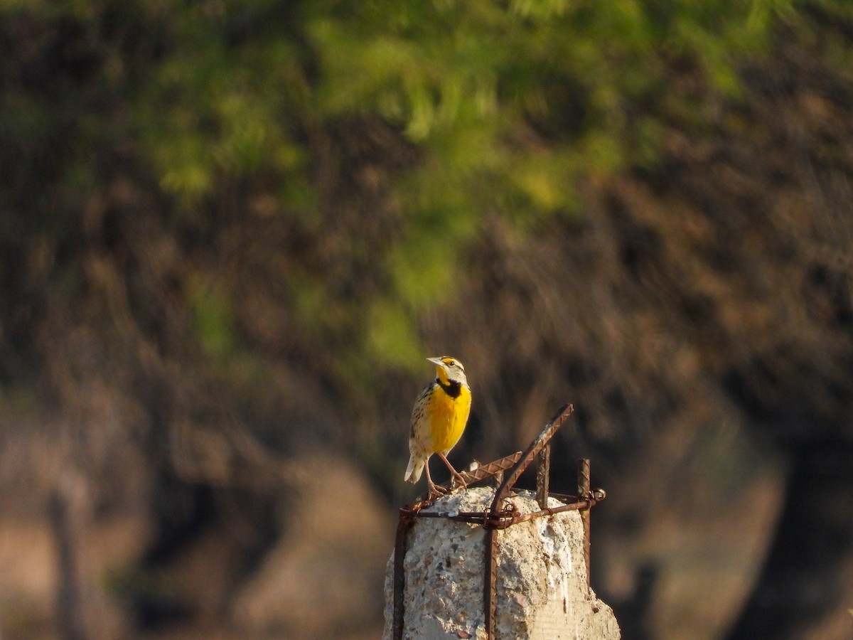 Chihuahuan Meadowlark - Javier Lucio