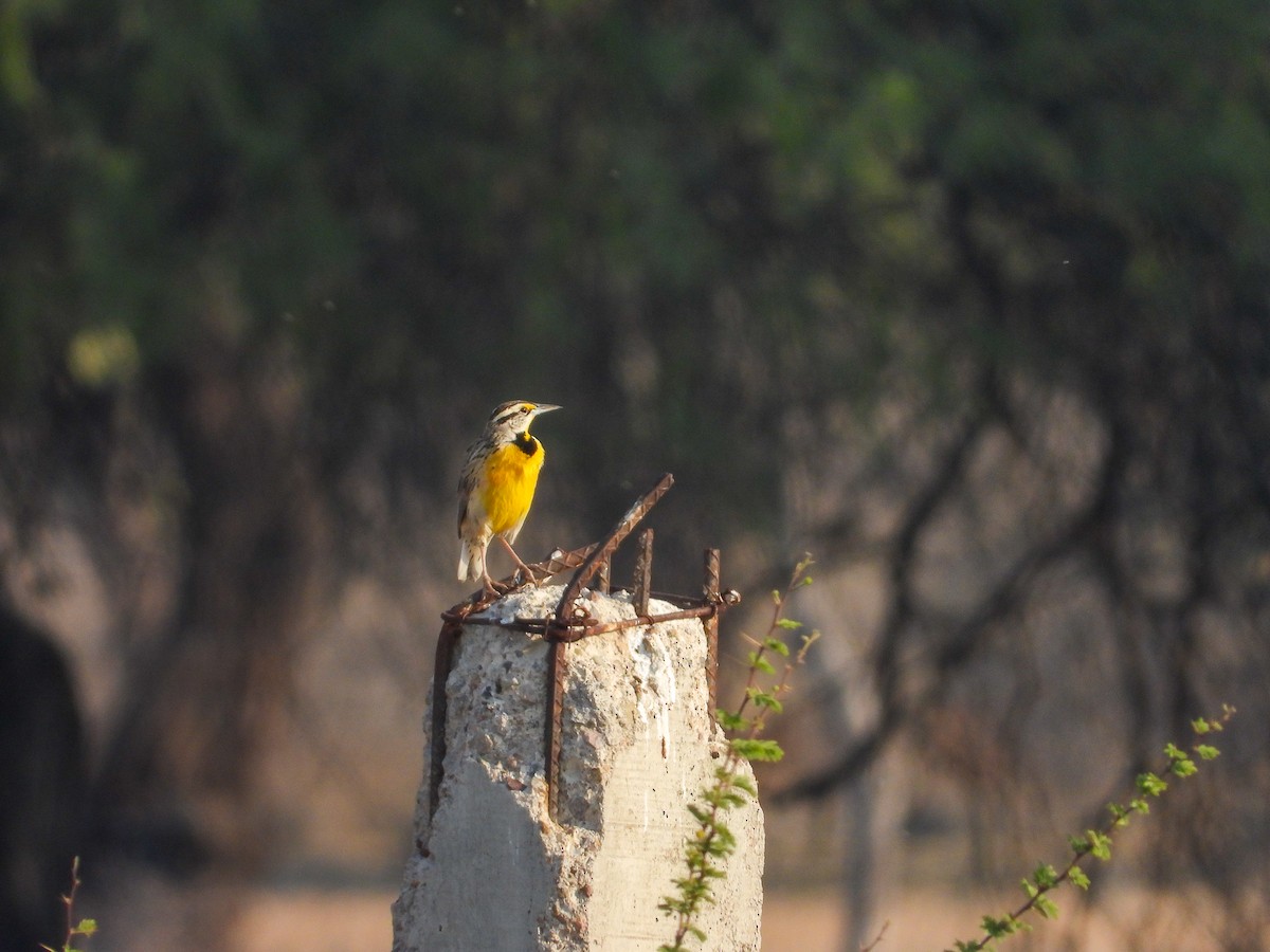 Chihuahuan Meadowlark - Javier Lucio