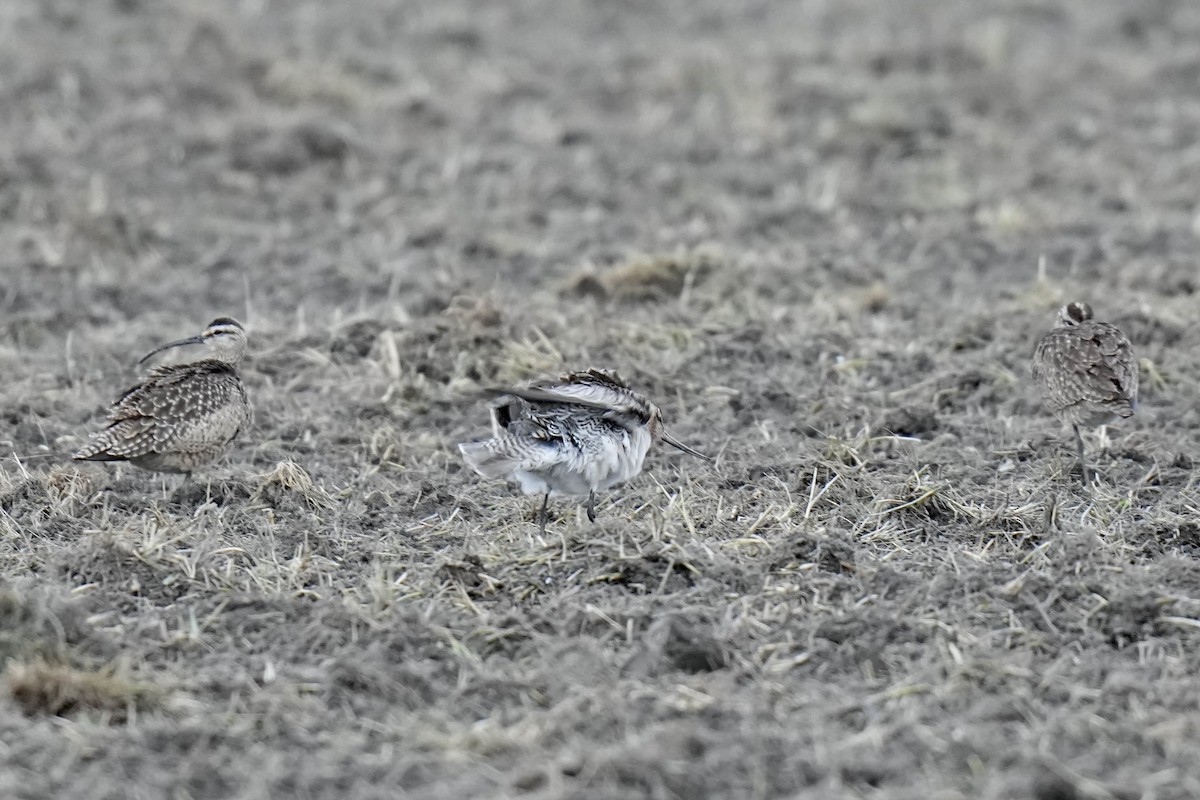 Bar-tailed Godwit - ML619624959