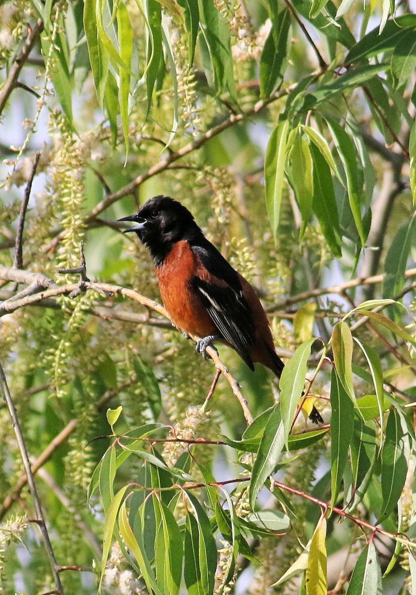 Orchard Oriole - John  Cameron