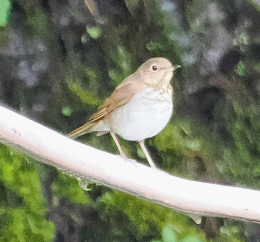 Swainson's Thrush - Conrad Dark