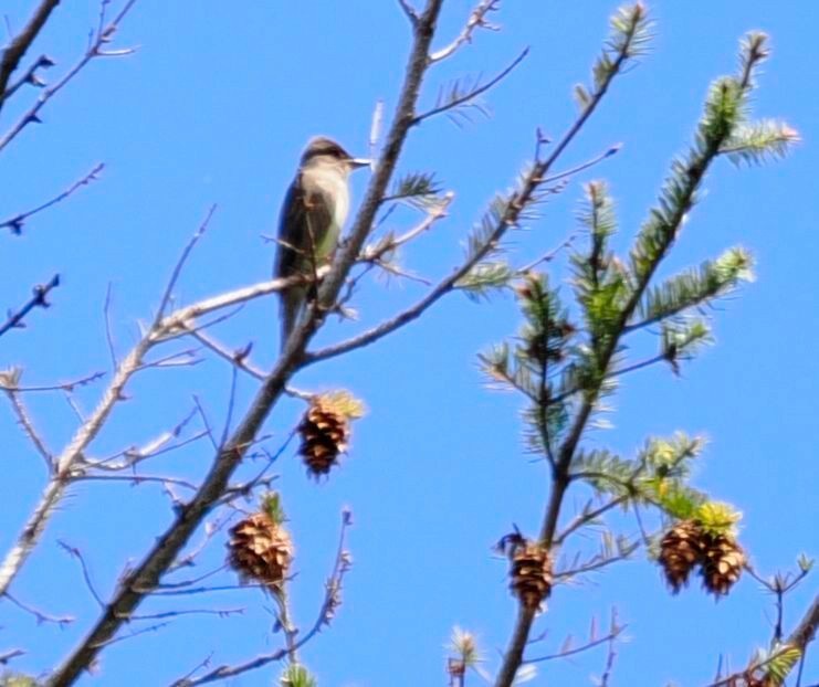 Olive-sided Flycatcher - Conrad Dark